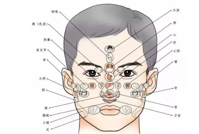 臉部長痘對應五髒的圖